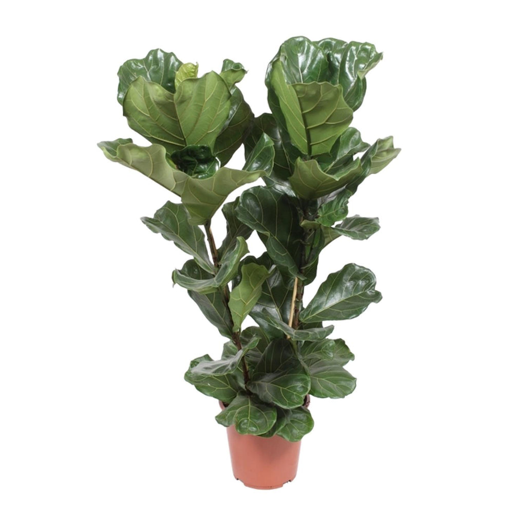 Ficus lyrata (Geigenblattscheibe) – Ø 27 cm, 100 cm hoch