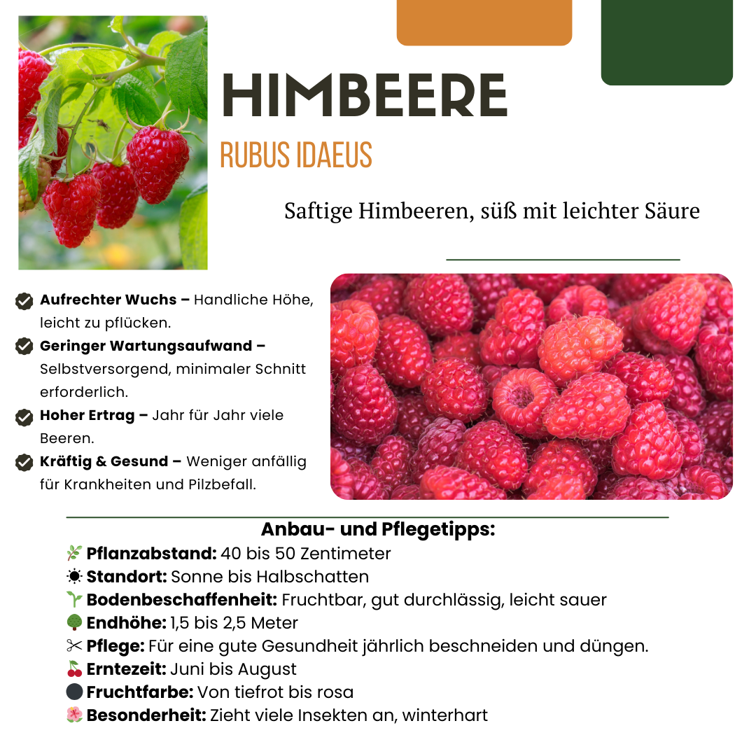 Himbeere (Rubus idaeus) biologisch – 3 Pflanzen, Ø13 cm, 20 cm hoch – Bild 6