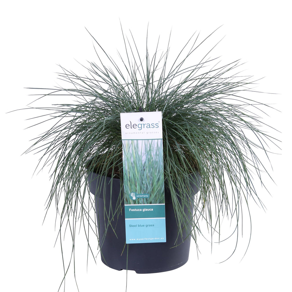 Festuca glauca 'Azura Blue' (blue fescue) – Ø19 cm, 40 cm high