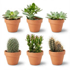6× Mini Cactus & Succulenten Mix (Cactaceae) – Ø8 cm, 5–10 cm hoog