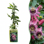 Passiflora 'Victoria' (passiflore) – rouge-rose – Ø9 cm, 35 cm de haut