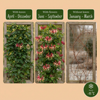 Lonicera japonica 'Red World' (Japanese honeysuckle) – red-pink – Ø9 cm, 35 cm high