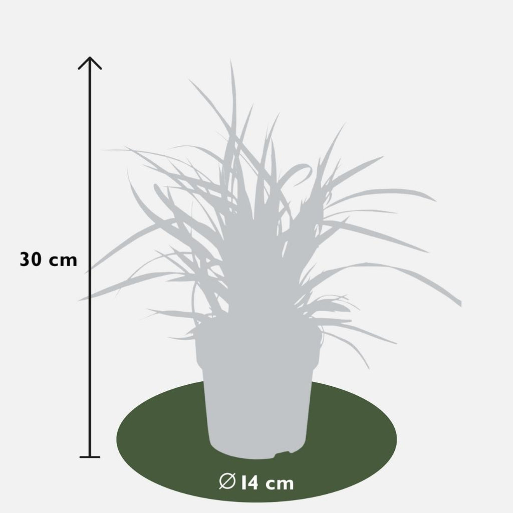 Carex morrowi 'Ice Dance' (Morrow's sedge) – 3 plants, Ø14 cm, 25 cm high – photo 4