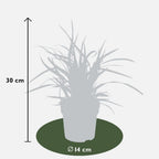 Carex morrowi 'Ice Dance' (Morrow's sedge) – 3 plants, Ø14 cm, 25 cm high