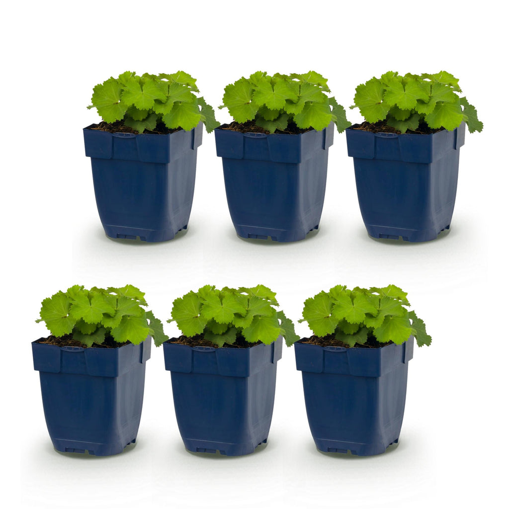 Alchemilla mollis (mante-à-l’ourse) – jaune – 6 plantes, Ø11 cm, 15–25 cm de haut – photo 2