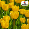 Tulp 'Sun Frillz' – 20 bloembollen (bolmaat 11/12)