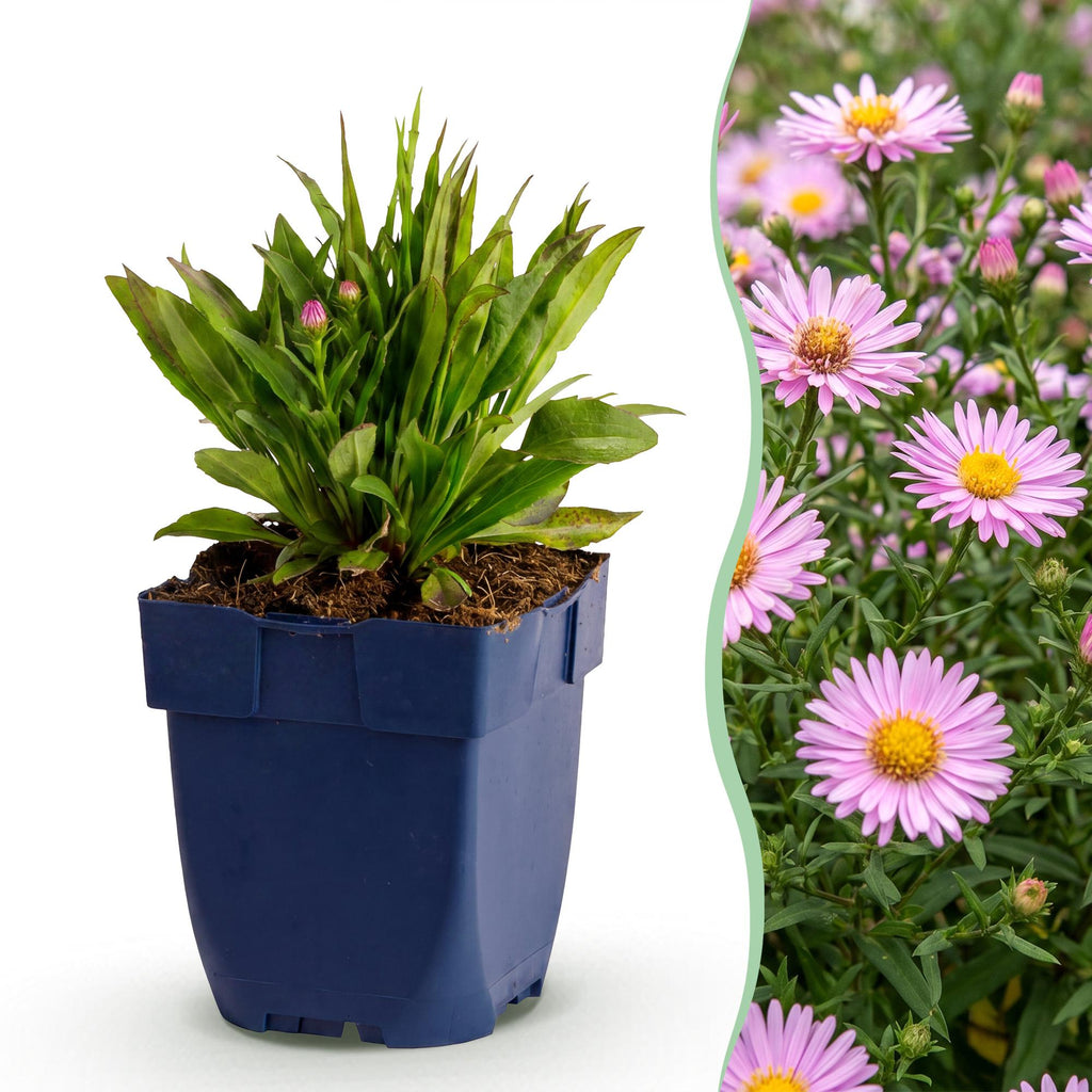 Aster 'Wood’s Pink' – rose – 6 plants, Ø11 cm, 15–25 cm de haut