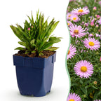 Aster 'Wood’s Pink' – rose – 6 plants, Ø11 cm, 15–25 cm de haut
