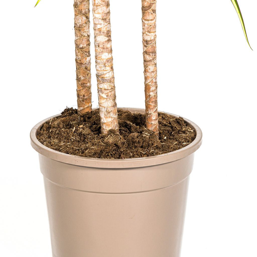 Dracaena marginata Sunray (Drachenbaum) mit Korb – Ø 24 cm, 130–150 cm hoch