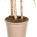 Dracaena marginata Sunray (Drachenbaum) mit Korb – Ø 24 cm, 130–150 cm hoch