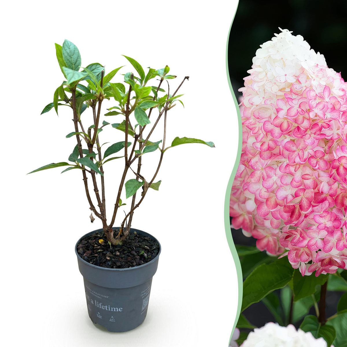 Hydrangea panniculata 'Living Pink & Rose' (pluimhortensia) – roze – Ø12 cm, 20–30 cm hoog