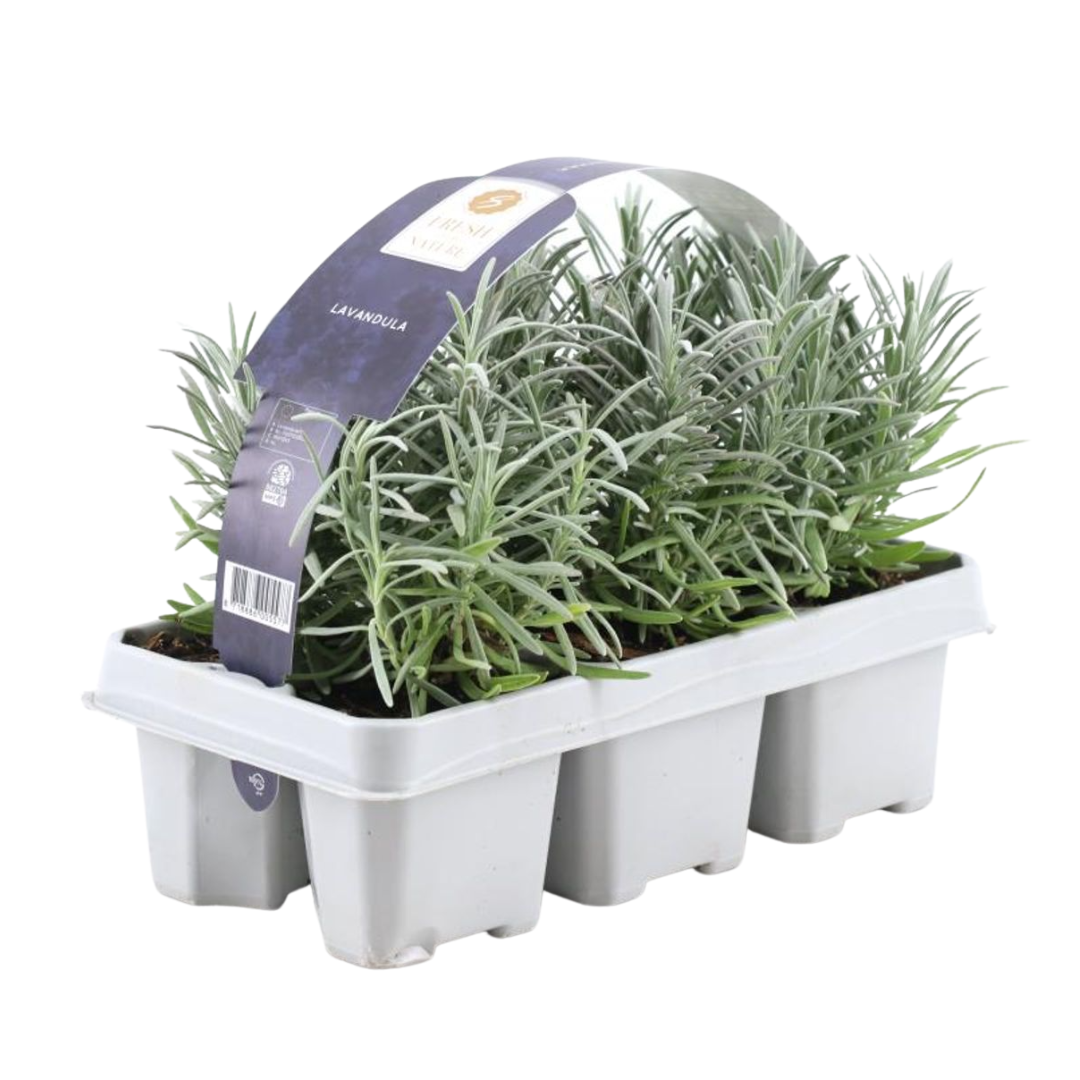 Lavendel (Lavandula) – 6 planten, Ø7 cm, 15 cm hoog