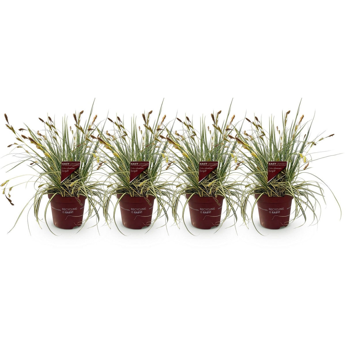 Carex oshimensis 'Evergold' (zegge) – 4 planten, Ø17 cm, 50 cm hoog