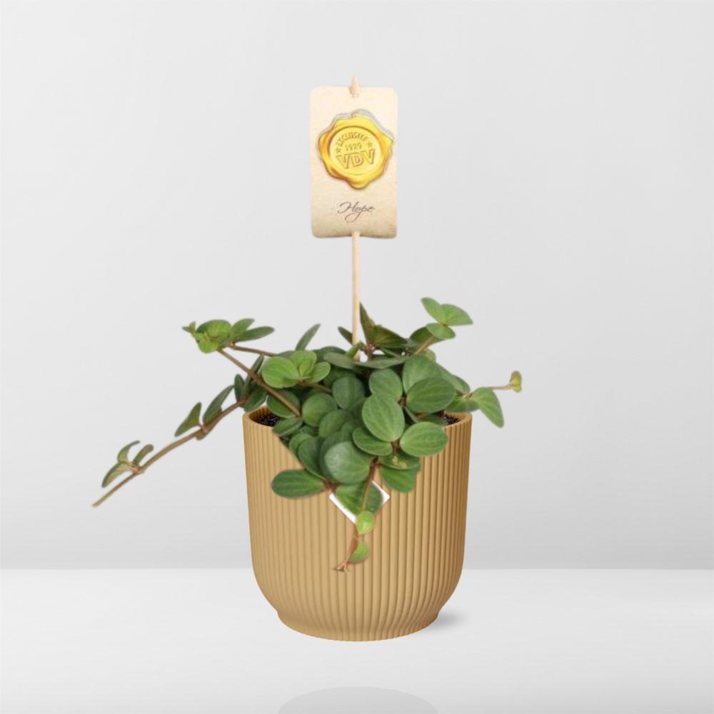 Peperomia ‘Hope’ i ELHO Vibes Fold 14 cm gul – 15 cm høj