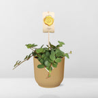 Peperomia ‘Hope’ i ELHO Vibes Fold 14 cm gul – 15 cm høj