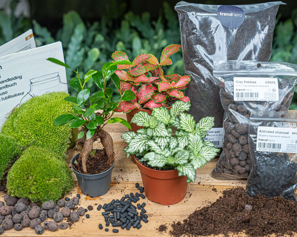 Ficus Ginseng bonsai – Ø6 cm – terrarium navulling startpakket