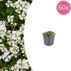 Thymus praecox 'Albiflorus' (Zitronen-Thymian) – 60 Pflanzen, Ø9 cm, 10–25 cm hoch