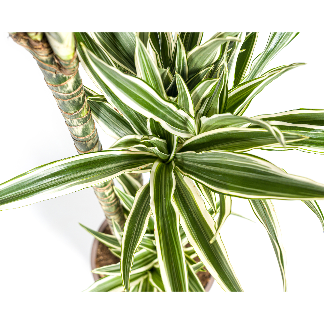 Dracaena Deremensis White Stripe (Drachenbaum) – Ø 27 cm, 170–190 cm hoch