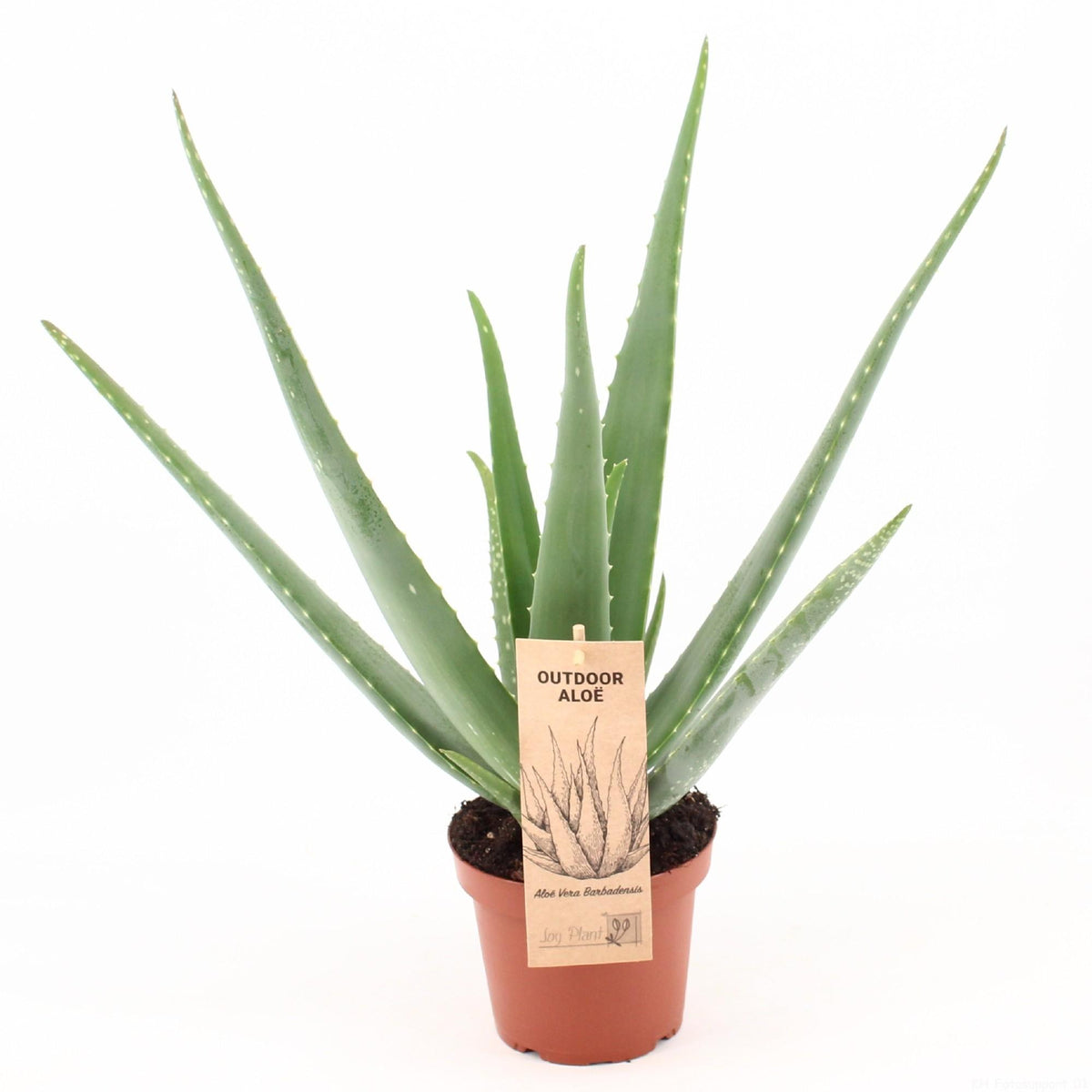 Aloe Vera – Ø14 cm, 45 cm høj