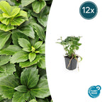 Pachysandra terminalis (Japanese spurge) – 12 plants, Ø9 cm, 10–25 cm high