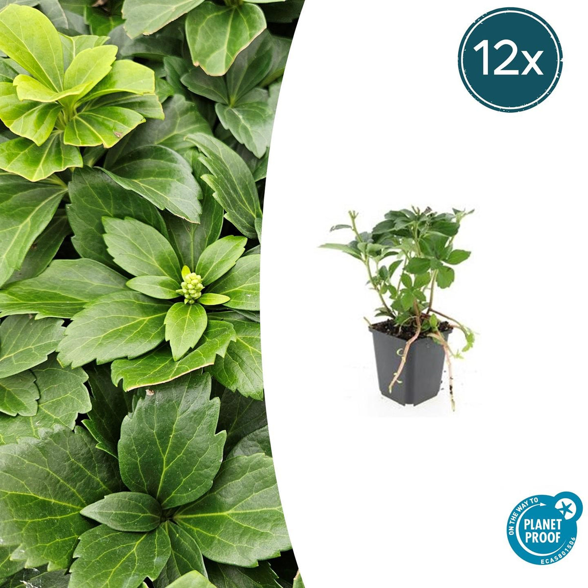 Pachysandra terminalis (Japanese spurge) – 12 plants, Ø9 cm, 10–25 cm high – photo 2