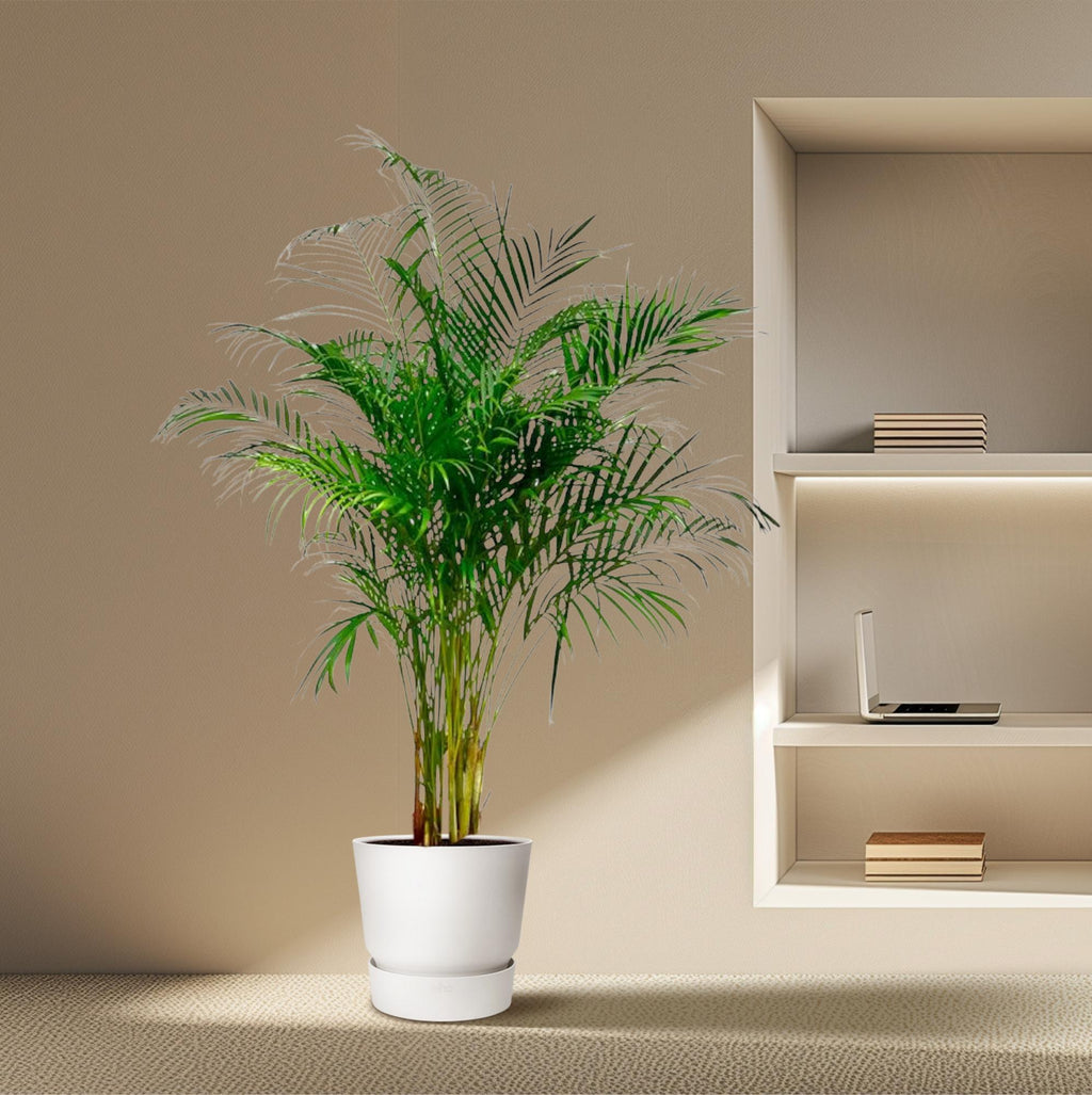 Areca Palm (Dypsis) – Ø27 cm, 160 cm hoog