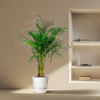 Areca Palm (Dypsis) – Ø27 cm, 160 cm hoog