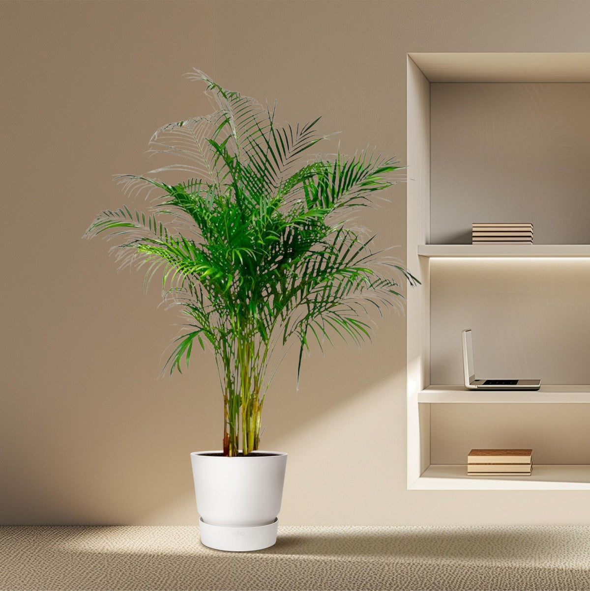 Palmier areca (Dypsis) – Ø27 cm, 160 cm de haut