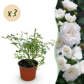 Rosa 'White Fairy' (rosier) – blanc – 3 plants, Ø12 cm, 20–25 cm de haut
