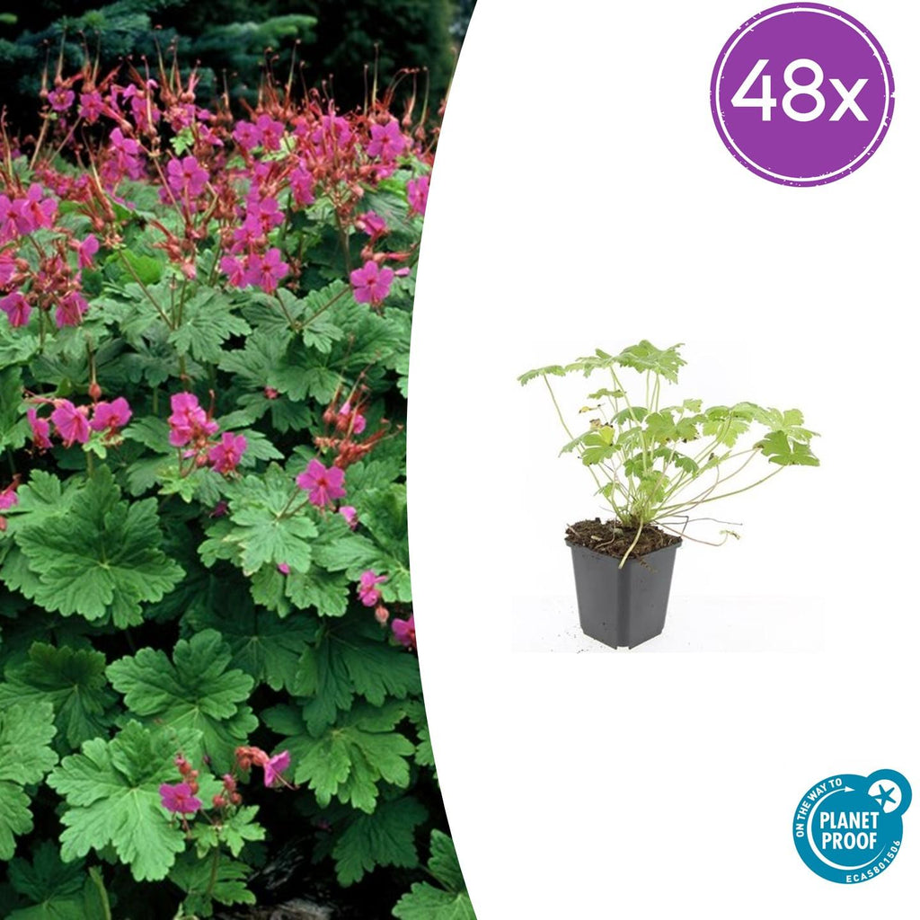 Geranium macrorrhizum 'Czakor' (cranesbill) – 48 plants, Ø9 cm, 10–25 cm high – photo 2