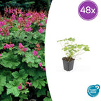 Geranium macrorrhizum 'Czakor' (cranesbill) – 48 plants, Ø9 cm, 10–25 cm high