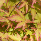 Acer palmatum 'Sangokaku' (Japanese maple) – 3 plants, Ø12 cm, 35 cm high