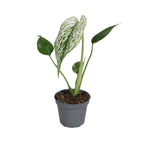 Monstera Devil Monster (plante percée) – Ø6 cm, 18 cm de haut