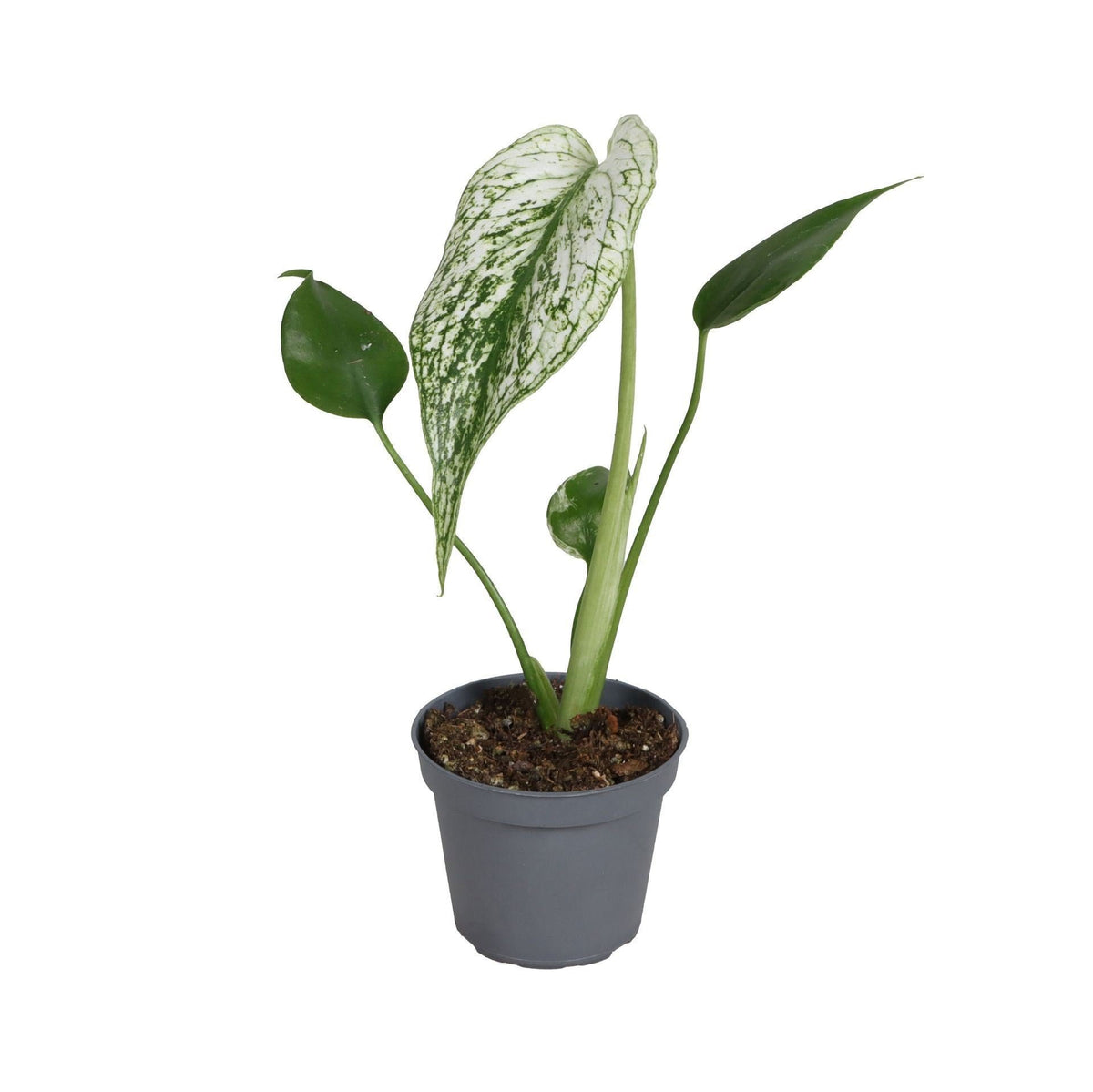Monstera Devil Monster (plante percée) – Ø6 cm, 18 cm de haut