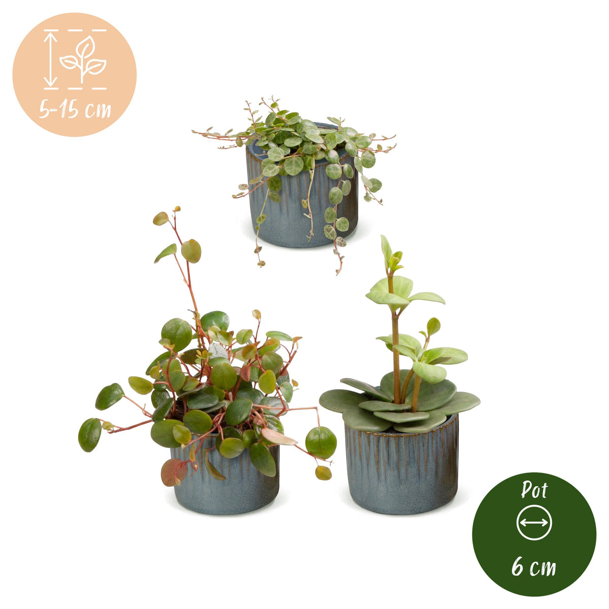 3× Baby Peperomia Mix incl. Linnea Misty Blue – Ø6 cm, 5–15 cm hoog – foto 5