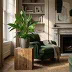 Spathiphyllum (lepelplant) in Potter-sierpot grijs – Ø21 cm, 80 cm hoog