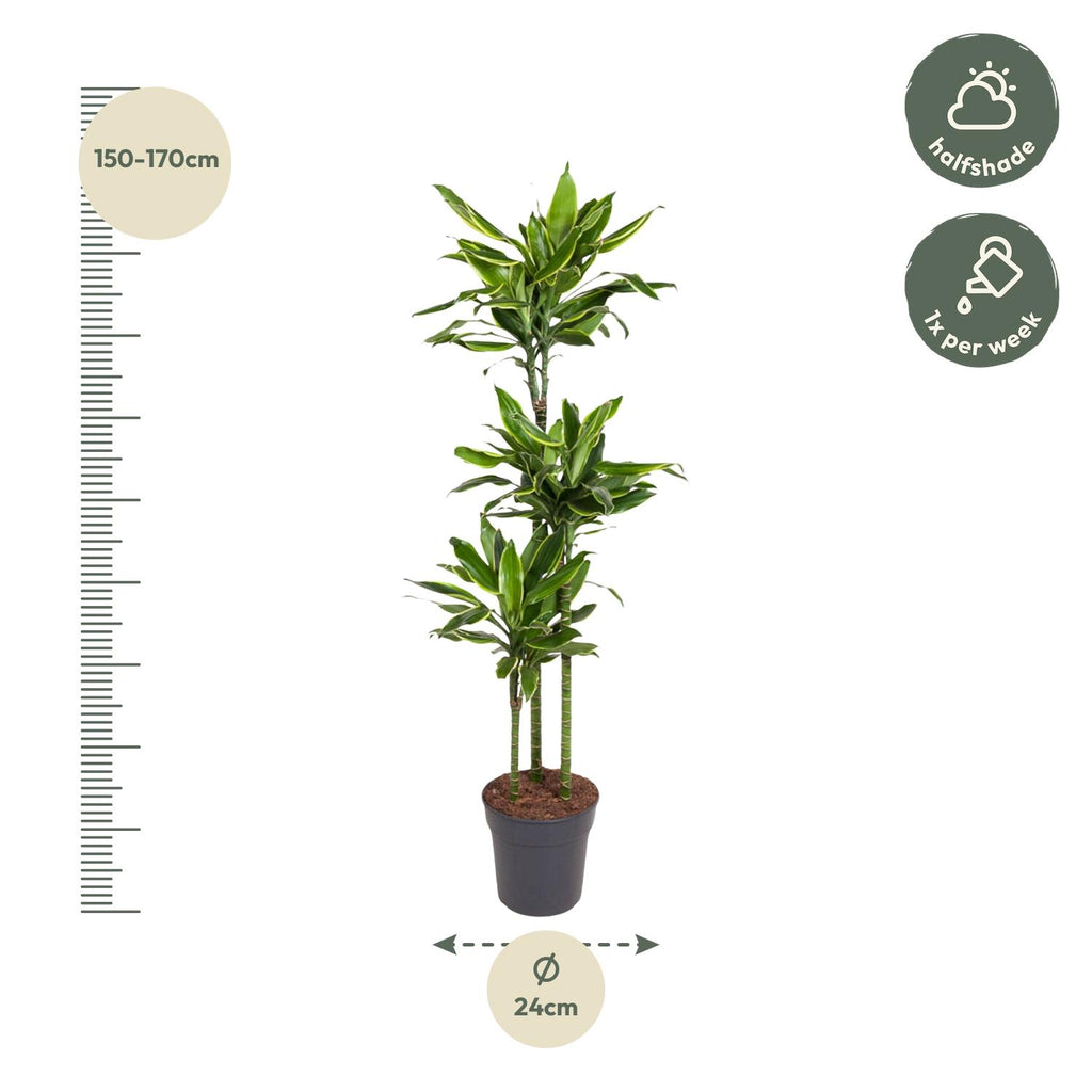 Dracaena Golden Coast (Drachenbaum) – Ø 24 cm, 150 cm hoch