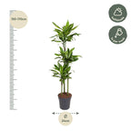 Dracaena Golden Coast (Drachenbaum) – Ø 24 cm, 150 cm hoch