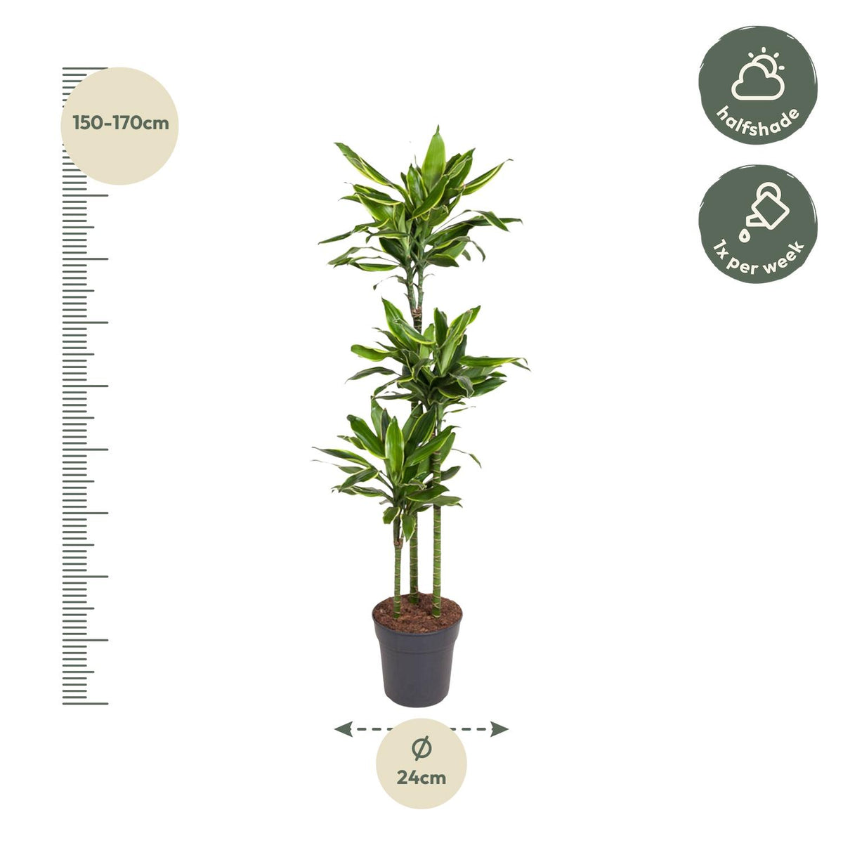 Dracaena Golden Coast (Drachenbaum) – Ø 24 cm, 150 cm hoch