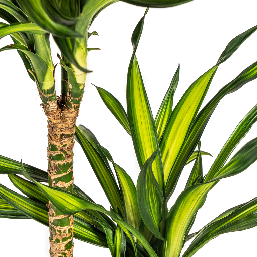 Dracaena Deremensis Rikki (Drachenbaum) mit Korb – Ø 24 cm, 130–150 cm hoch