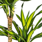Dracaena Deremensis Rikki (Drachenbaum) mit Korb – Ø 24 cm, 130–150 cm hoch