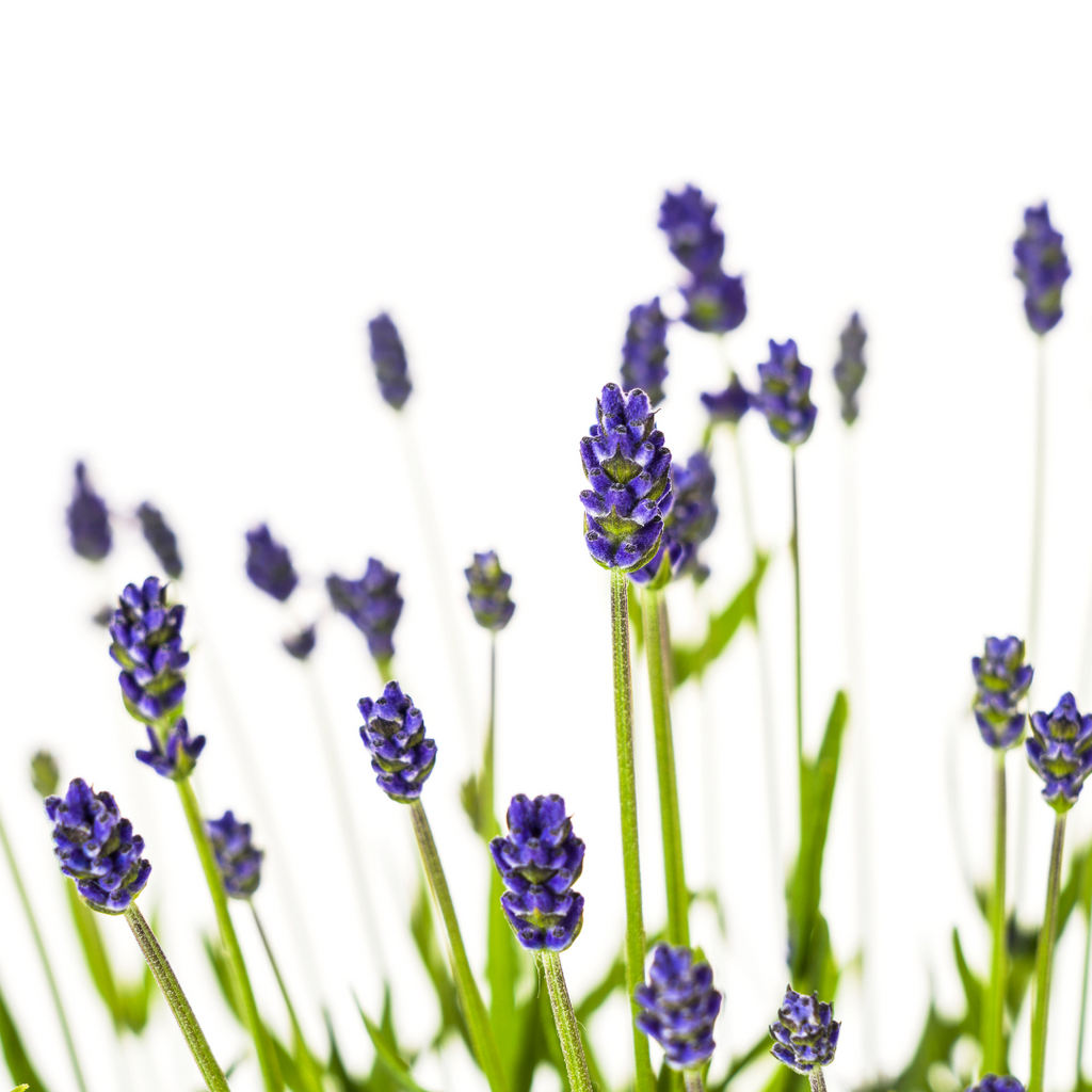 Lavandula angustifolia (Lavendel) – 2 Pflanzen, Ø 19 cm, 40–50 cm hoch – Bild 3