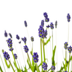 Lavandula angustifolia (Lavendel) – 2 Pflanzen, Ø 19 cm, 40–50 cm hoch