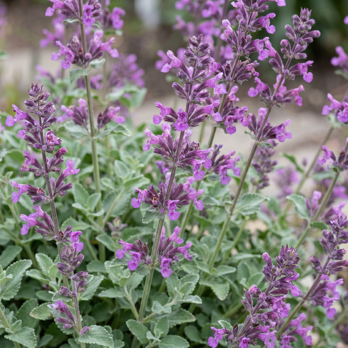 Nepeta rac. 'Grog' (Katzenminze) – blau – 12 Pflanzen, Ø 11 cm, 15–25 cm hoch – Bild 5