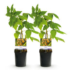Rubus idaeus 'Fallgold' (gelbe Himbeere) – 2 Pflanzen, Ø11 cm, 40 cm hoch