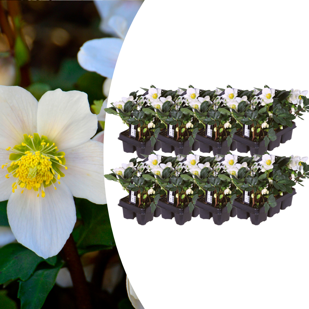 Helleborus niger 'Christmas Carol' (kerstroos) – 48 planten, 15 cm hoog