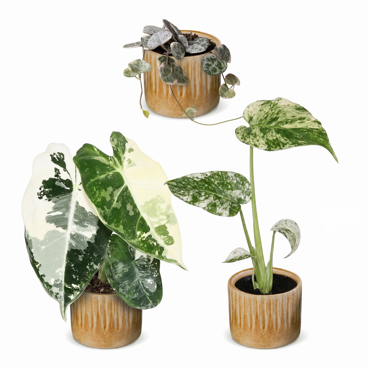 3× jeunes plantes Variegata Mix incl. Linnea Honey – Ø6 cm, 10–15 cm de haut