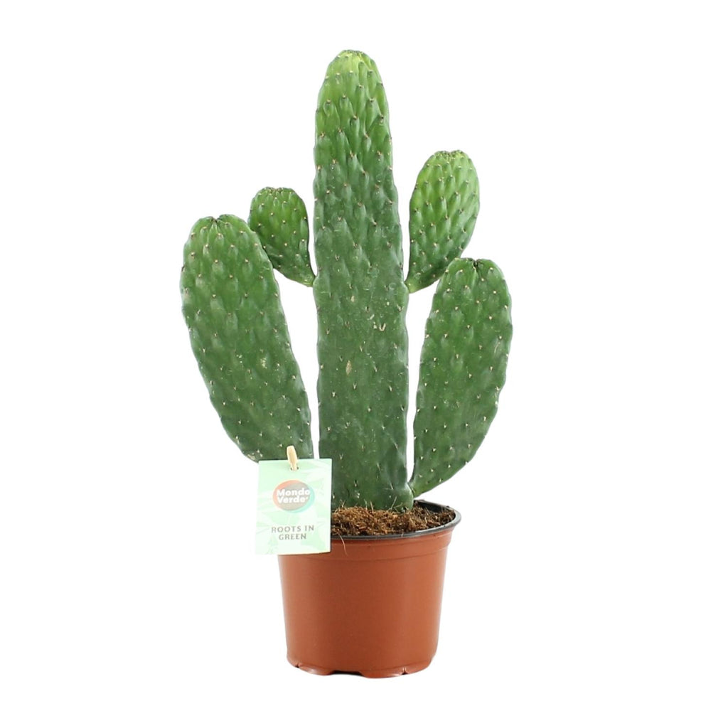 Opuntia Rubescens Consolea (schijfcactus) – Ø12 cm, 35 cm hoog