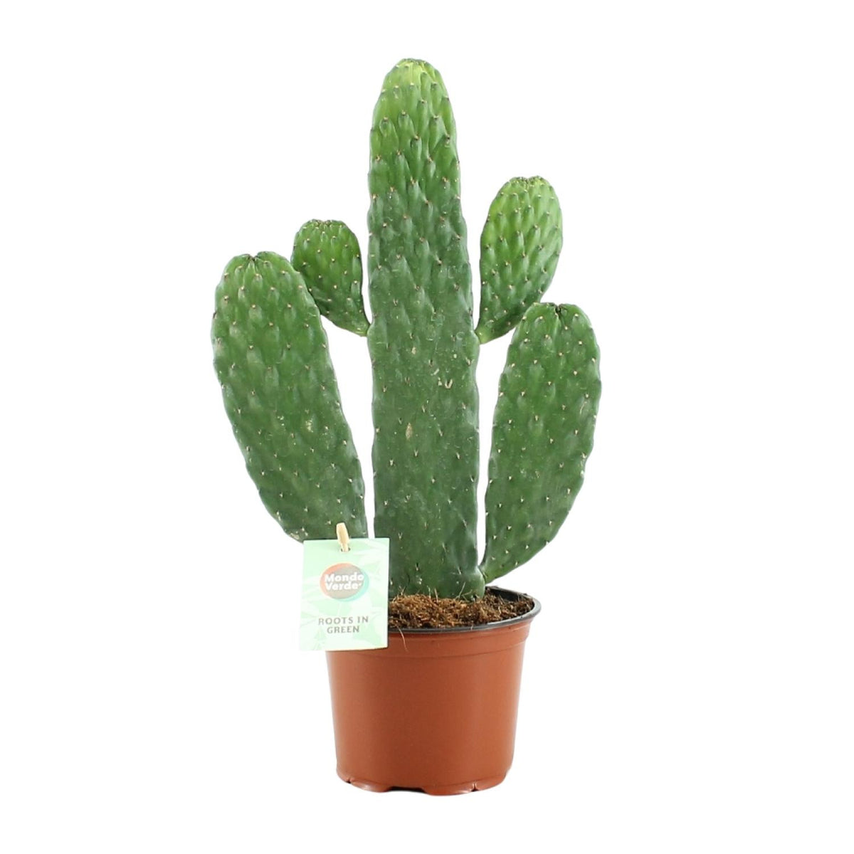 Opuntia Rubescens Consolea (schijfcactus) – Ø12 cm, 35 cm hoog