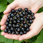 Ribes nigrum 'Titania' (sortribs) – 6 planter, Ø9 cm, 35 cm høje